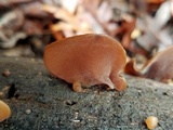 Auricularia fuscosuccinea image