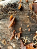 Auricularia fuscosuccinea image