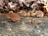Auricularia fuscosuccinea image