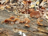 Auricularia fuscosuccinea image