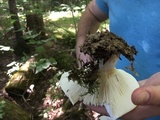Lactarius piperatus image