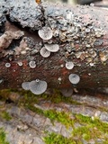 Resupinatus alboniger image