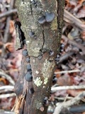 Resupinatus alboniger image