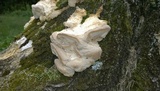 Fomitopsis durescens image