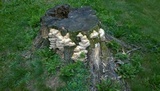 Fomitopsis durescens image