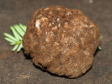 Geopora cooperi image