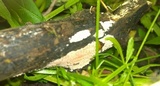 Calcarisporium arbuscula image