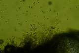 Calcarisporium arbuscula image