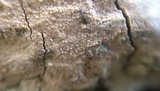 Granulobasidium vellereum image