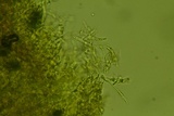 Granulobasidium vellereum image