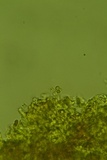 Granulobasidium vellereum image