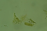 Granulobasidium vellereum image