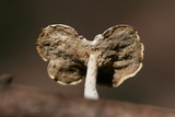 Polyporus leptocephalus image