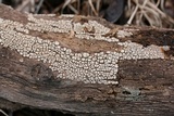 Xylobolus frustulatus image