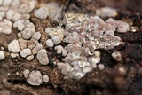 Xylobolus frustulatus image