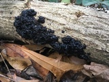Exidia nigricans image
