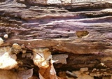 Tulasnella violea image