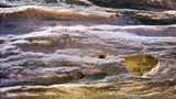 Tulasnella violea image