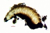Lecanactis salicina image