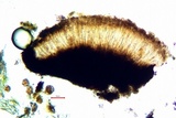 Lecanactis salicina image