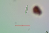 Lecanactis salicina image