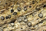 Lecanactis salicina image