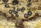 Lecanactis salicina image