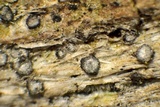 Lecanactis salicina image