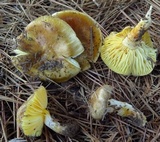 Hygrophorus boyeri image