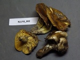 Hygrophorus boyeri image