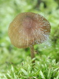 Spinellus fusiger image