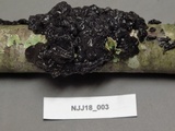 Exidia nigricans image