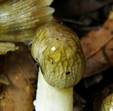 Bolbitius titubans var. olivaceus image