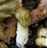 Bolbitius titubans var. olivaceus image