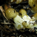 Bolbitius titubans var. olivaceus image