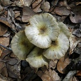 Bolbitius titubans var. olivaceus image