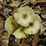 Bolbitius titubans var. olivaceus image