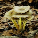 Bolbitius titubans var. olivaceus image