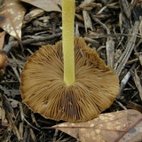 Bolbitius titubans var. olivaceus image
