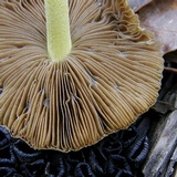 Bolbitius titubans var. olivaceus image