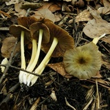 Bolbitius titubans var. olivaceus image