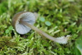 Spinellus fusiger image