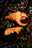 Chrysomphalina aurantiaca image