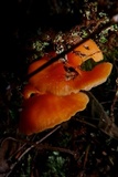 Chrysomphalina aurantiaca image