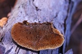 Gloeophyllum sepiarium image