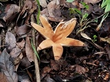 Chorioactis geaster image