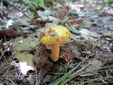 Suillus americanus image