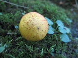 Suillus subaureus image
