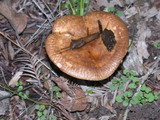 Paxillus involutus image