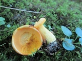 Suillus subaureus image